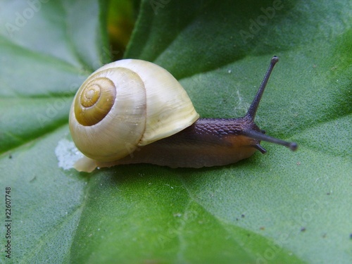 Schnecke