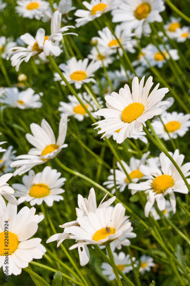 camomile camomile