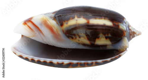 shell mollusks