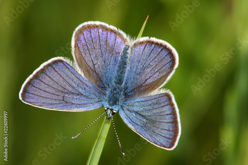 Canvas Print Butterfly (Lycaena argus)