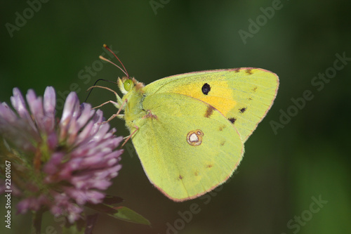 Butterfly (Colias crocea) © Alexanor