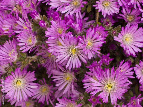 violet daisies