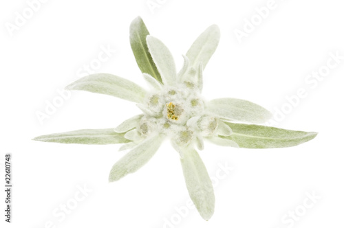edelweiss