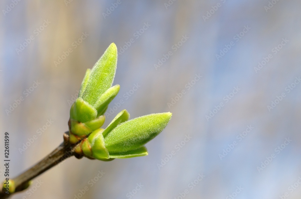 Pąki lilaka Syringa vulgaris