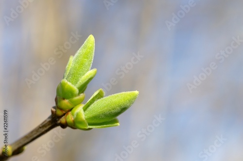 Pąki lilaka Syringa vulgaris photo