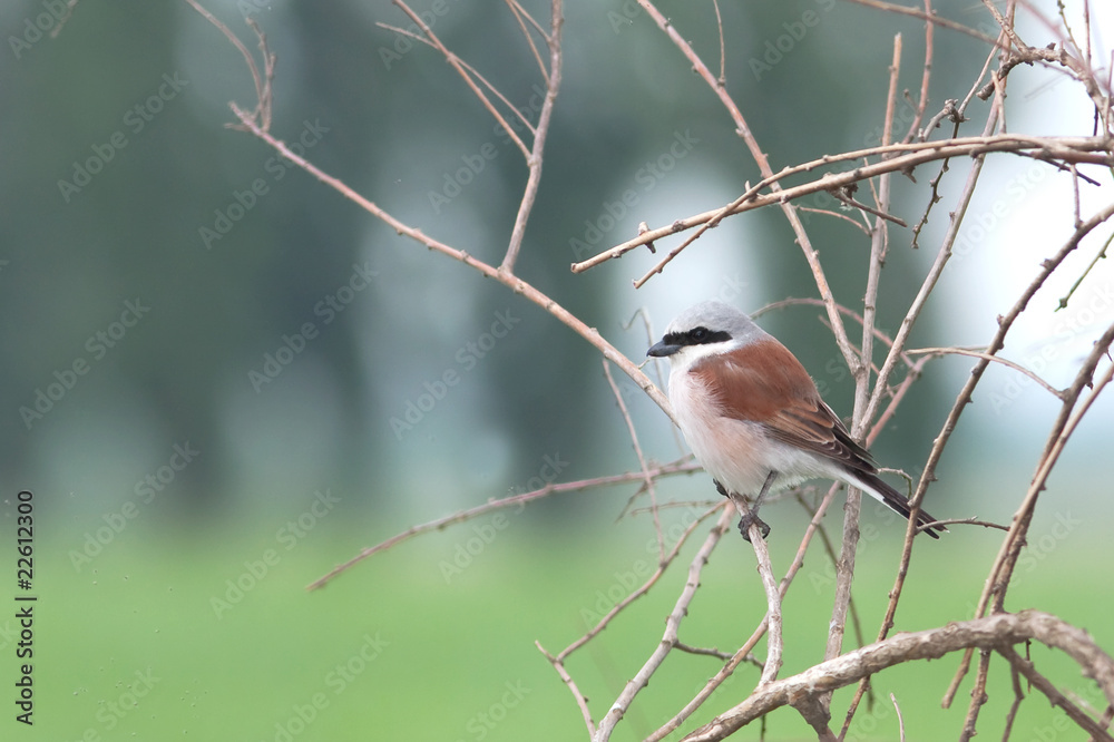 Obraz premium red-backed shrike, male / Lanius collurio