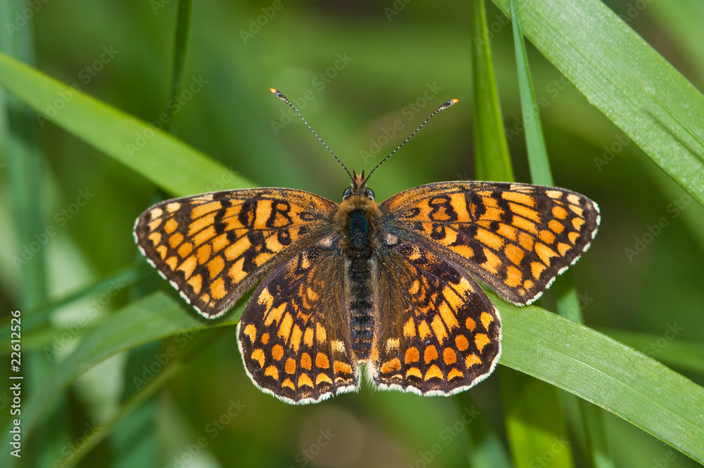 Melitaea trivia / lesser spotted fritillary, female