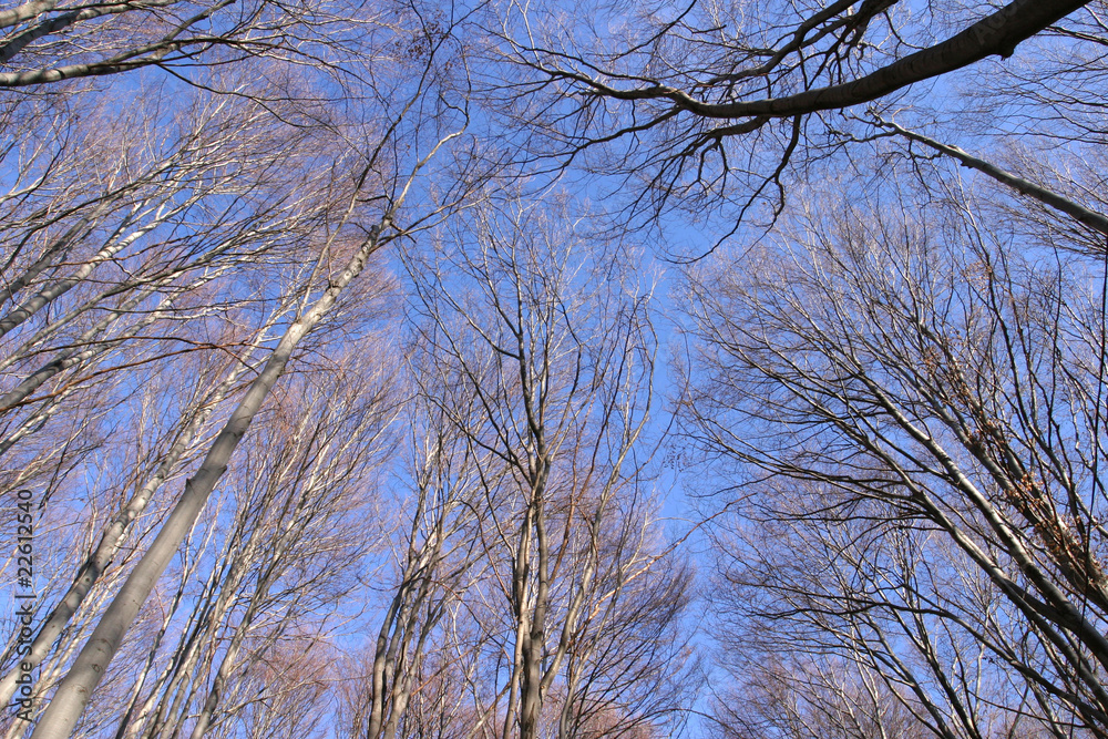blue sky with trees blue sky with trees