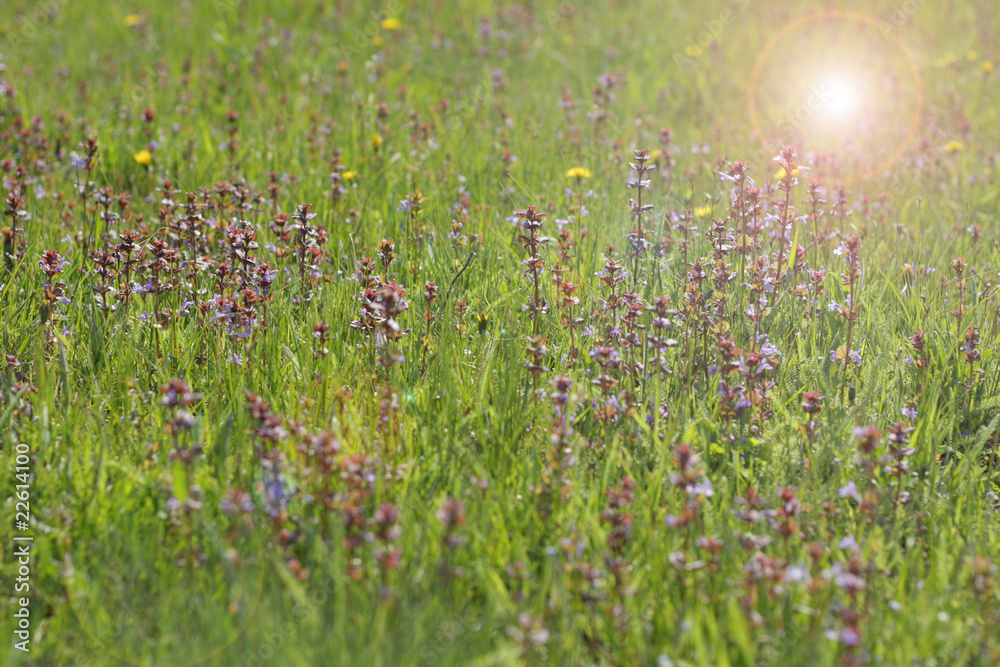 Sunlight through the grass