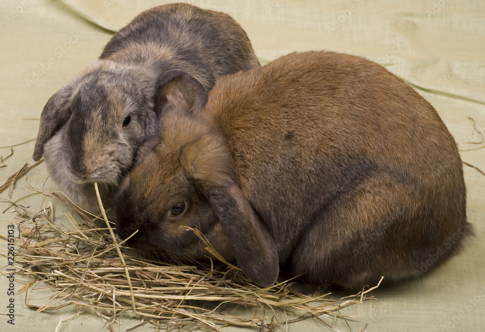 Fototapeta premium Two pet bunnies eating hay straws.