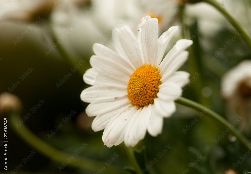 Fototapeta premium Margarete