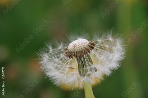 Halbe Pusteblume