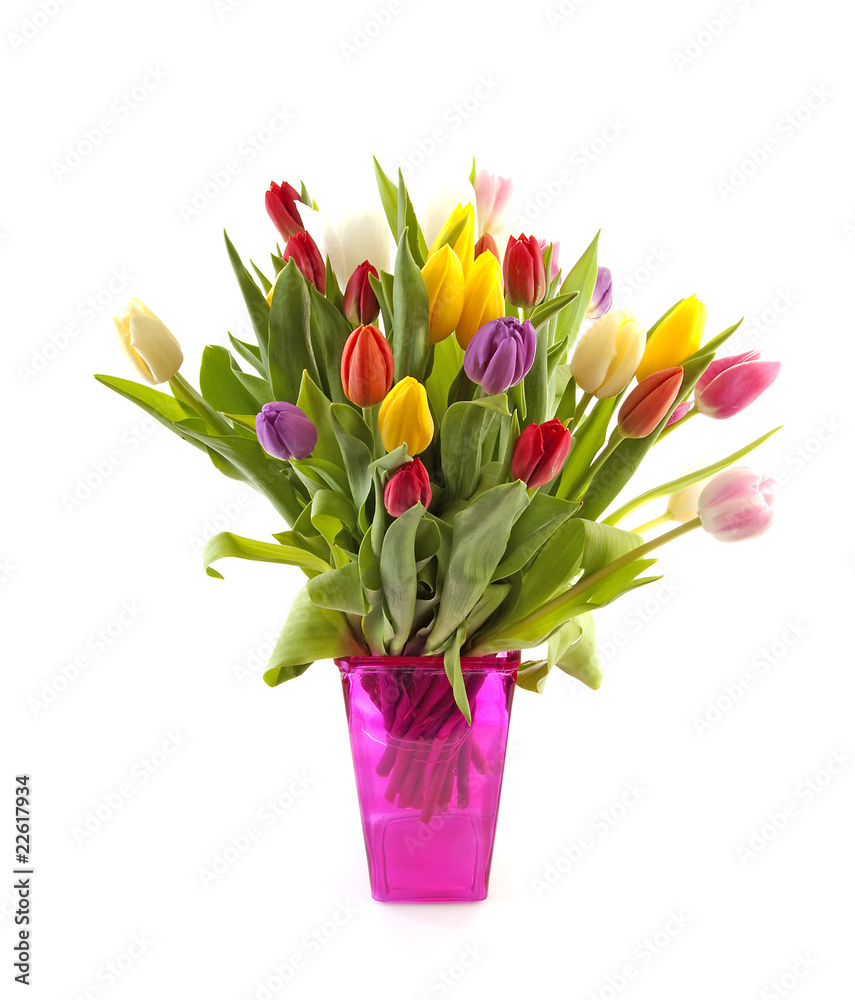Colorul Dutch tulips in pink vase over white background