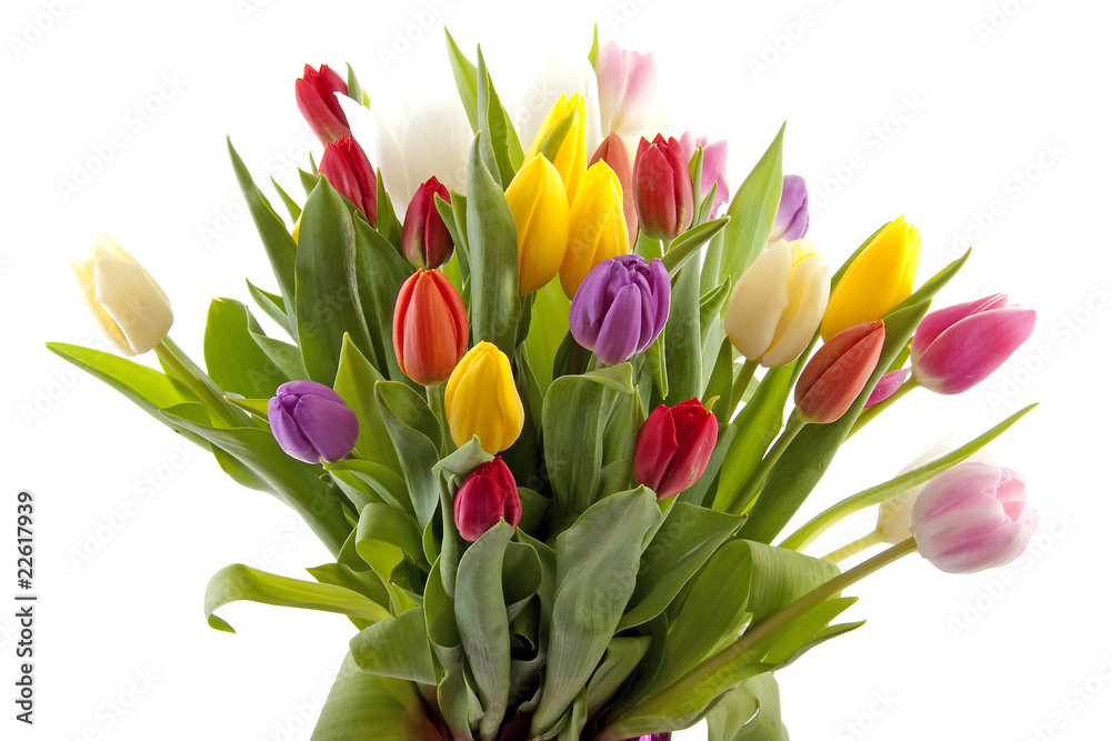 Obraz premium Colorul Dutch tulips in closeup over white background