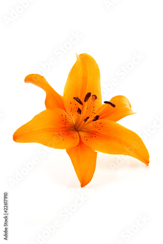 Konstfotografi Orange lily flower in closeup over white background