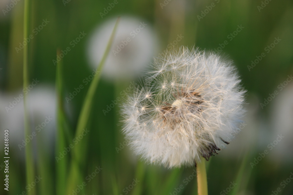 Blowballs from dandelion in the green
