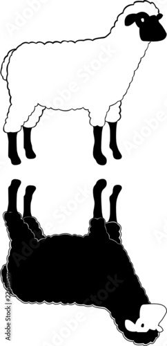 sheep vector illustration