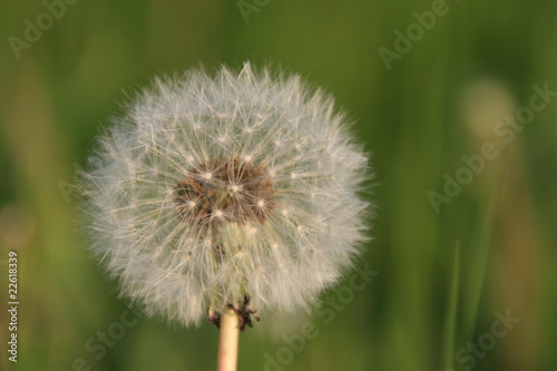 Dandelion seed blowball