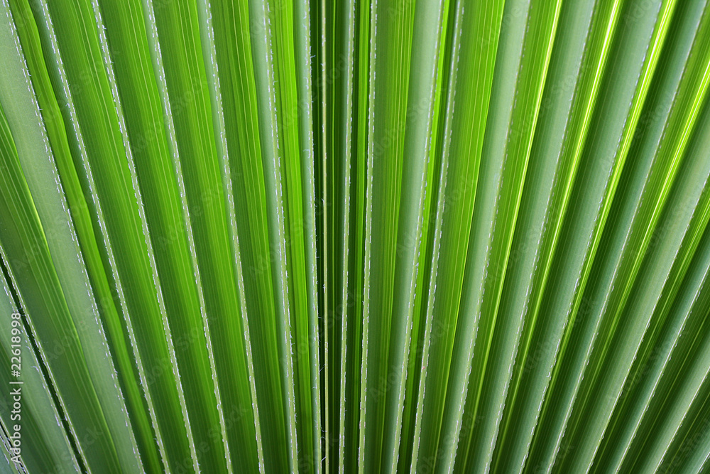 Branch of a palm Branch of a palm