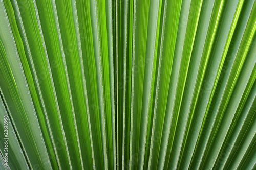 Branch of a palm