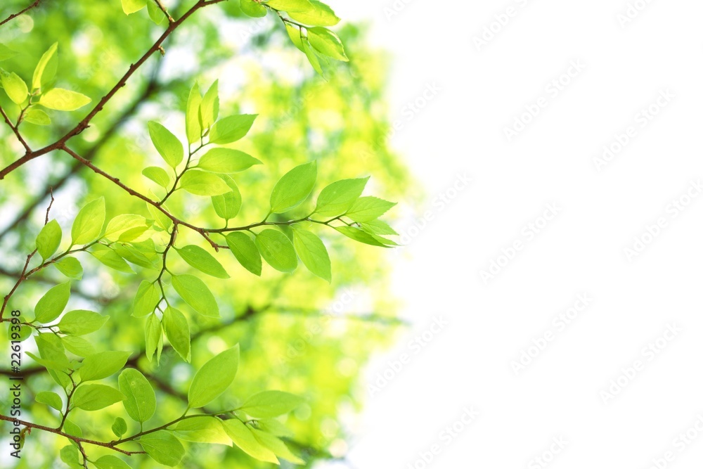 Spring branch with fresh leaves Spring branch with fresh leaves