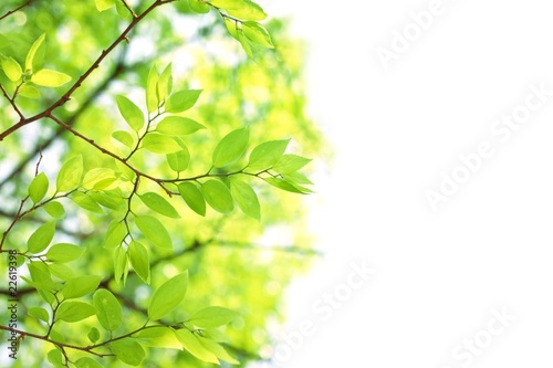 Spring branch with fresh leaves