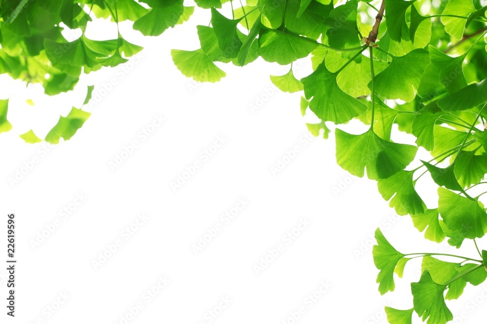 Ginkgo biloba branch with young leaves Ginkgo biloba branch with young leaves