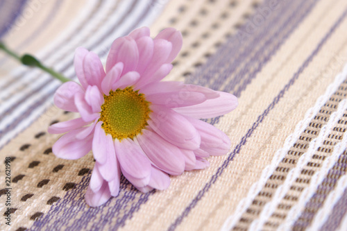 Closeup of gerbera