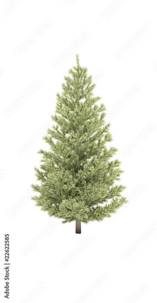 tree fir pine evergreen 3d cg tree fir pine evergreen 3d cg