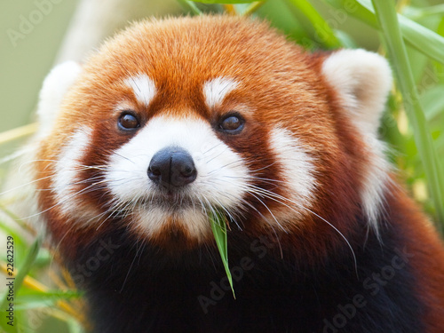 Fotografie Red Panda