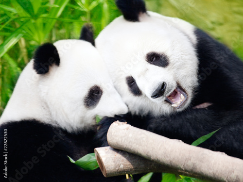 Obraz na plátně Couple of pandas