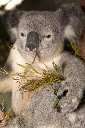 Fototapeta Naklejka Na Ścianę i Meble -  Koala Bear, Australia