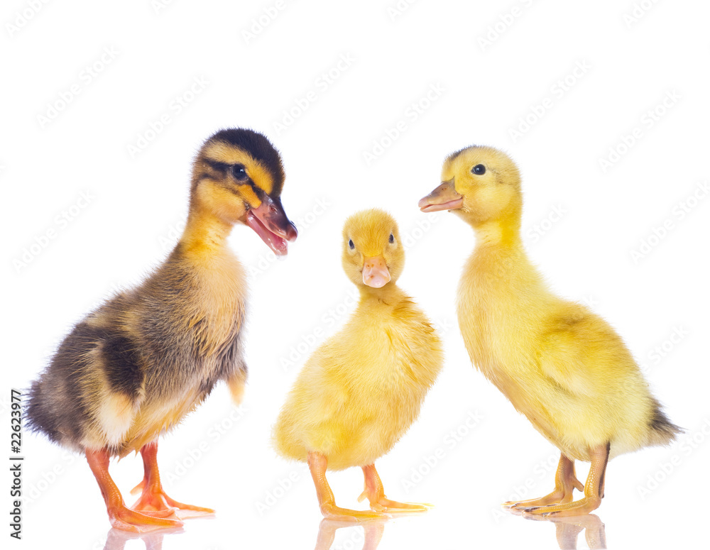 Chickens and ducklings. Chickens and ducklings.
