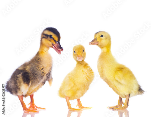 Chickens and ducklings.