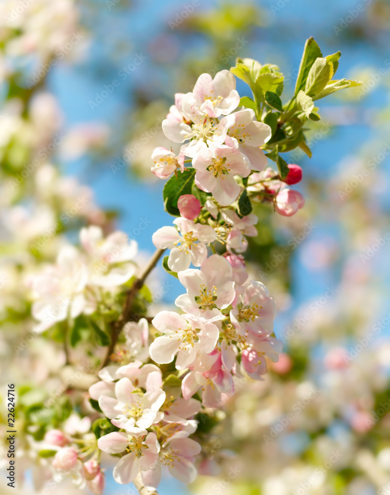 Fototapeta premium Apple Blossoms