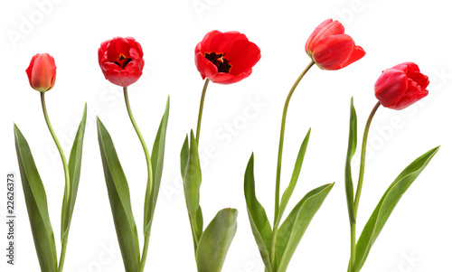 set of red tulips