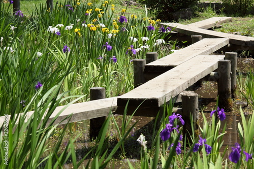 八橋とカキツバタ (小石川後楽園)