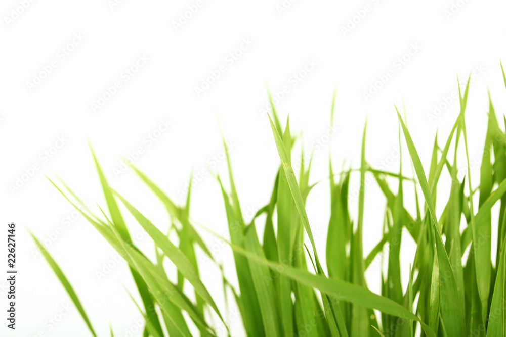 Naklejka trawa