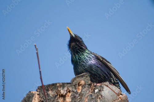 starling photo