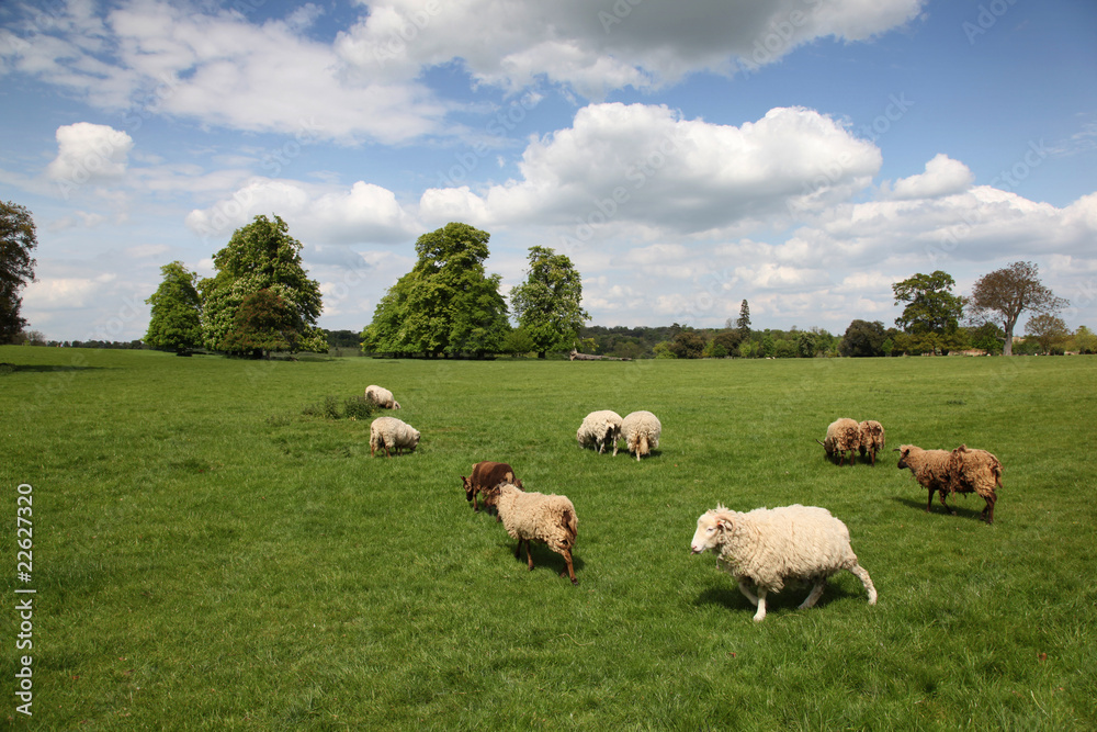 Green pasture with sheep on a beautiful day in England.