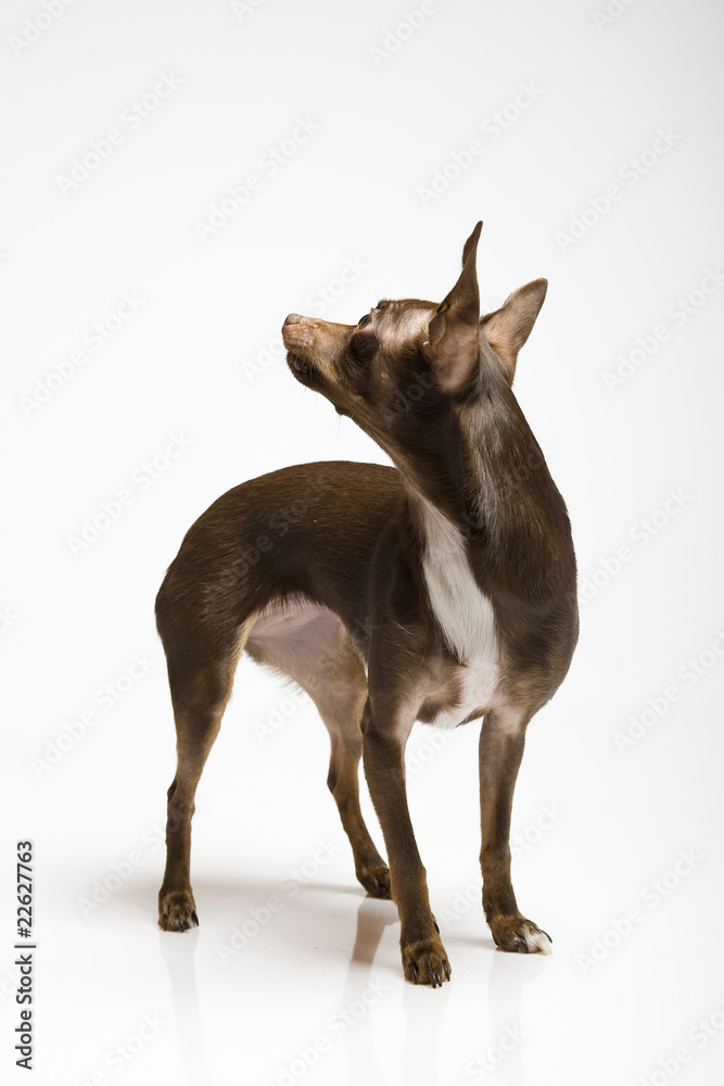 Picture of a funny curious toy terrier dog looking up
