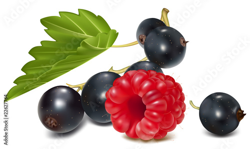 vector illustration. Black currant and ripe raspberry.