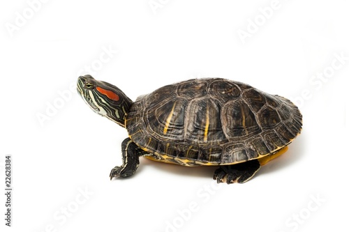 Red eared turtle on white