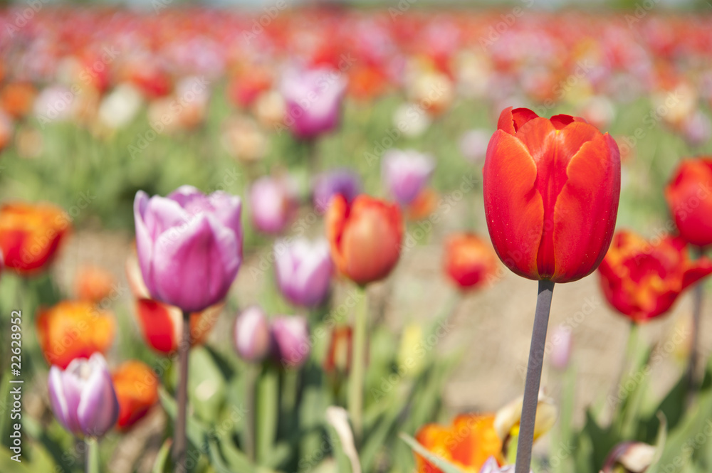 Colorful Dutch tulips