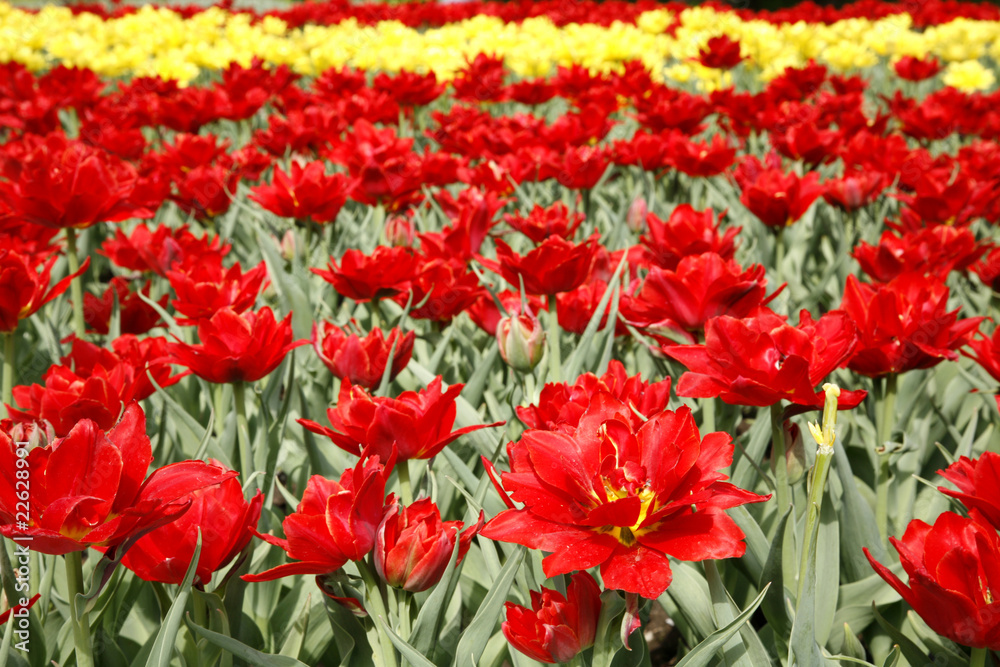 Field Of Spring Red And Yellow Tulips