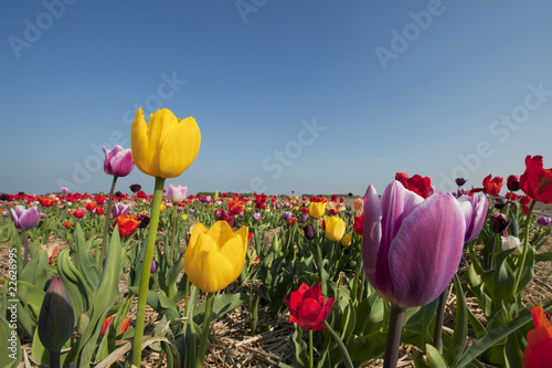 Fototapeta Naklejka Na Ścianę i Meble -  Colorful Dutch tulips