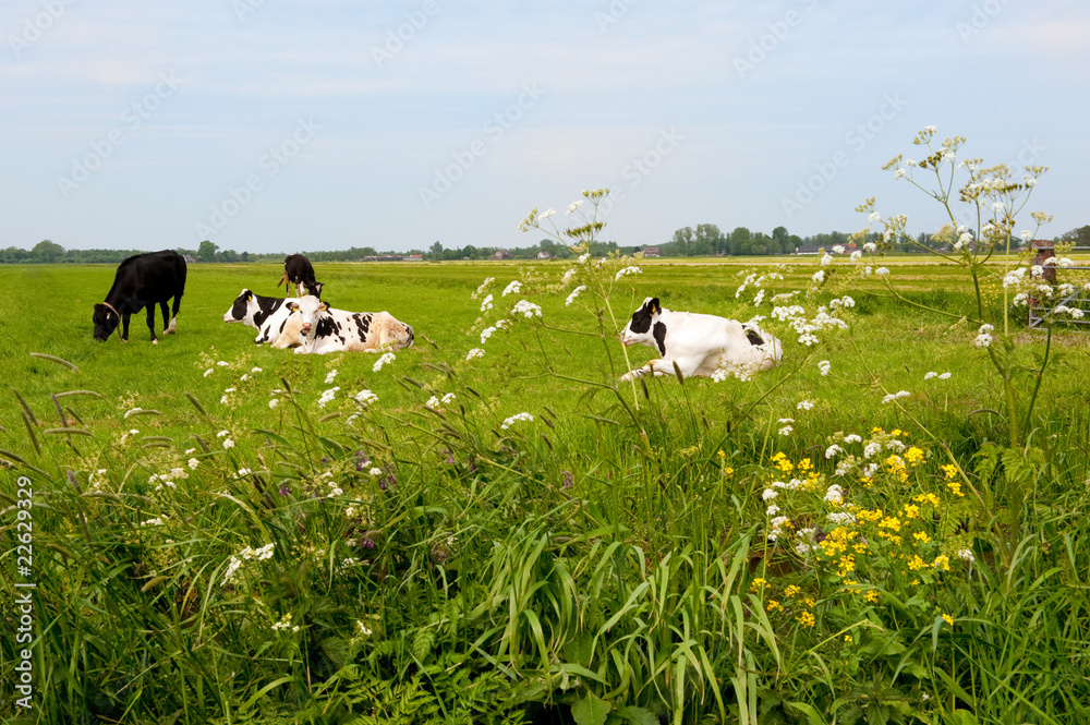Fototapeta premium Typical Dutch cows in landscape