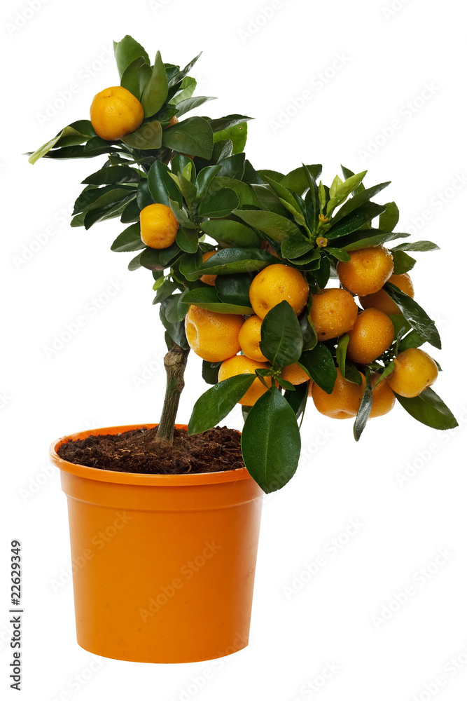 Orangenbaum freigestellt inklusive Beschneidungspfad