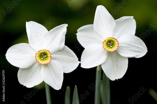 Fototapeta Naklejka Na Ścianę i Meble -  White Narcissus flowers of the European mountains