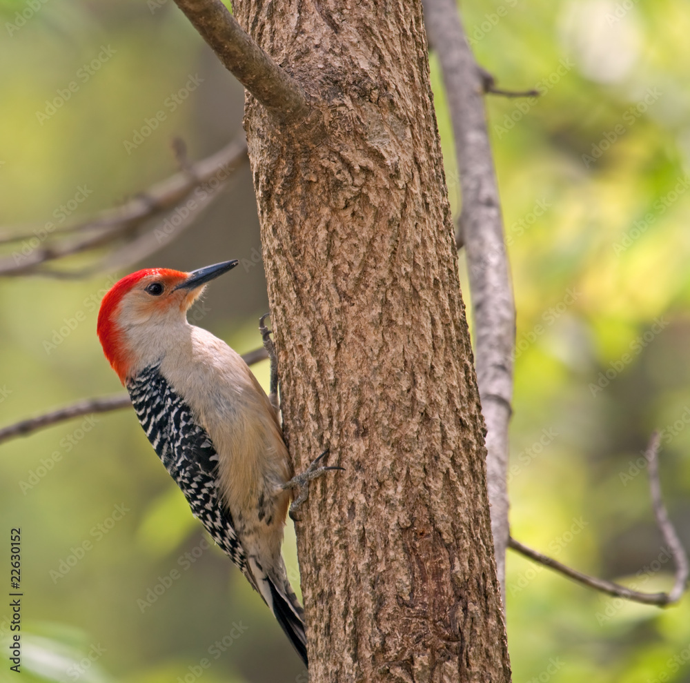 Red-bellied Woodpecker, Melanerpes carolinus Red-bellied Woodpecker, Melanerpes carolinus